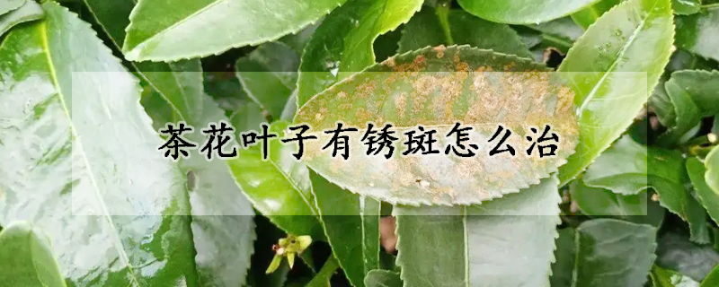 茶花叶子有锈斑怎么治(茶花叶子长斑怎么办)