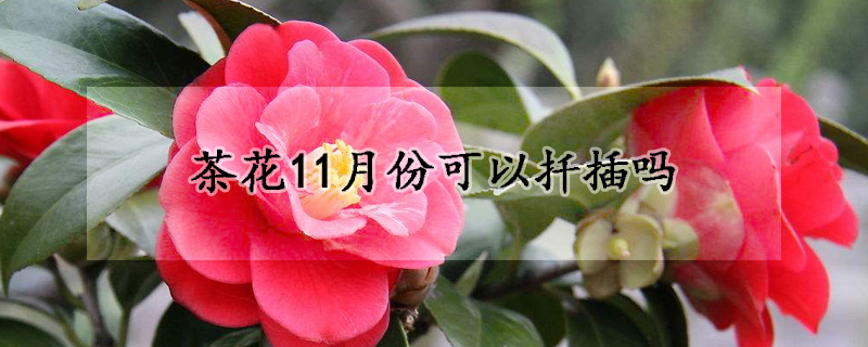 茶花11月份可以扦插吗(茶花秋季可以扦插吗)