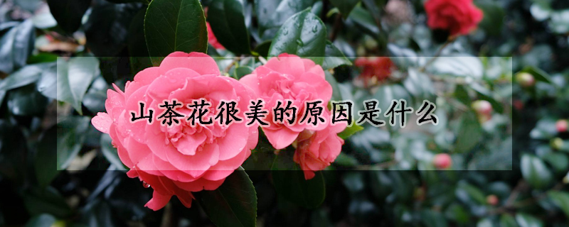 山茶花很美的原因是什么(山茶花很美的原因是什么,不一样的是什么)