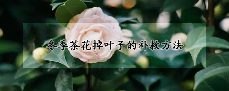 冬季茶花掉叶子的补救方法(冬季茶花掉叶子的补救方法视频)