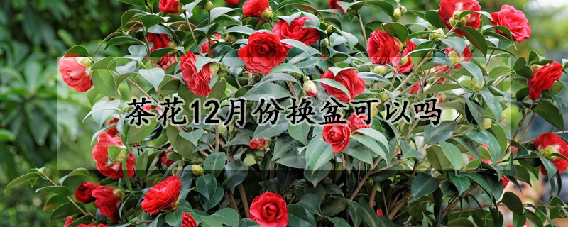 茶花12月份换盆可以吗(茶花12月份换盆可以吗北方)