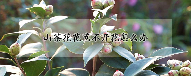 山茶花花苞不开花怎么办(山茶花结苞不开花)