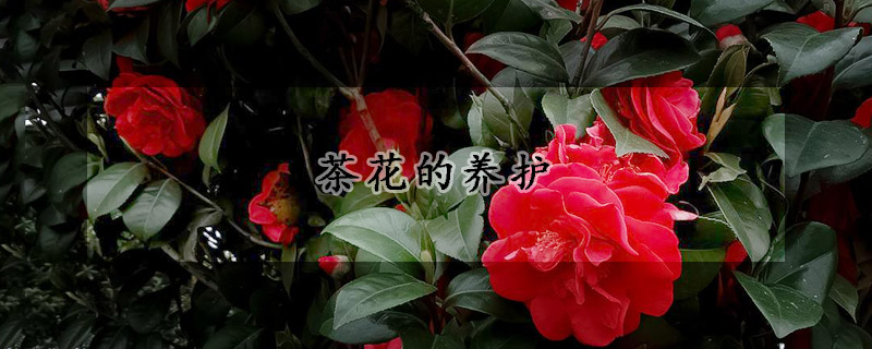 茶花的养护(茶花的养护管理)