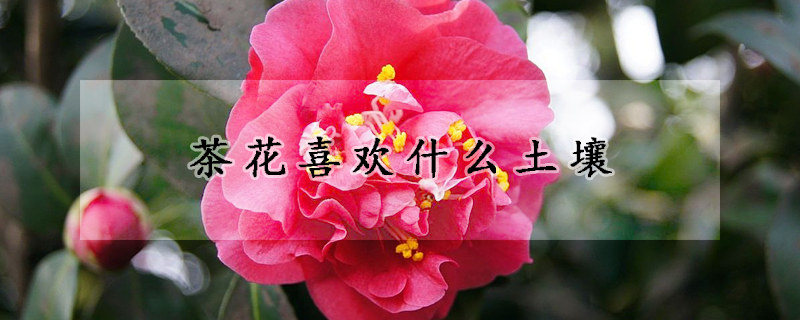 茶花喜欢什么土壤(茶花喜欢什么土壤和肥料)