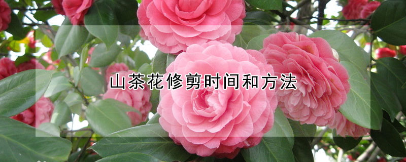 山茶花修剪时间和方法(山茶花什么时候修剪最好)