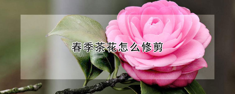 春季茶花怎么修剪(茶花的春季修剪)