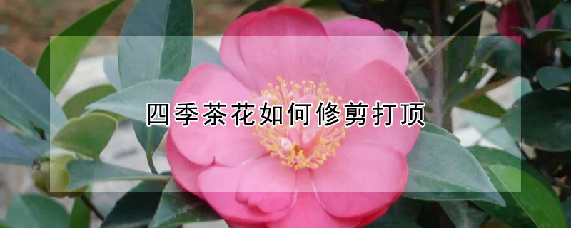 四季茶花如何修剪打顶(四季茶花如何修剪打顶花盆)