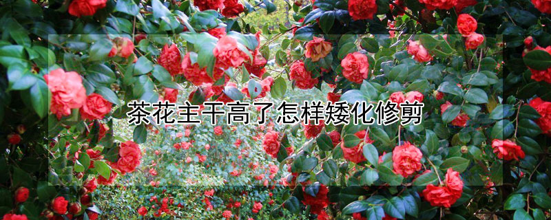 茶花主干高了怎样矮化修剪(茶花盆栽修剪)