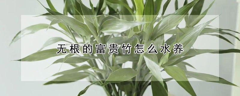 无根的富贵竹怎么水养(无根富贵竹怎么水养才旺盛)