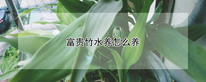 富贵竹水养怎么养(富贵竹水养养几支最旺运)