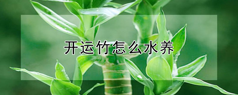 开运竹怎么水养(开运竹水养加多少植物营养液)