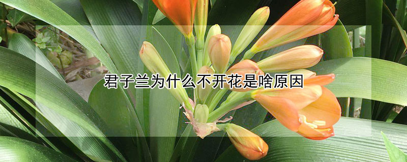 君子兰为什么不开花是啥原因(君子兰的不开花是什么原因)