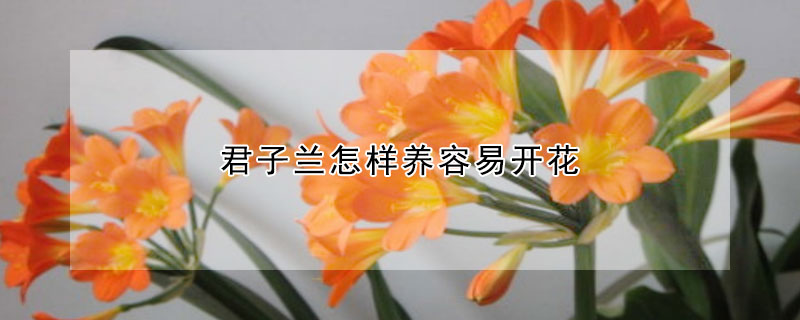 君子兰怎样养容易开花(咋养君子兰才能开花)