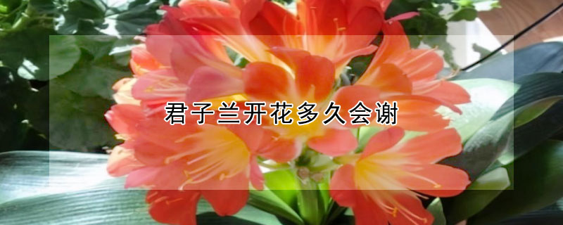 君子兰开花多久会谢(君子兰多久才开花结果)