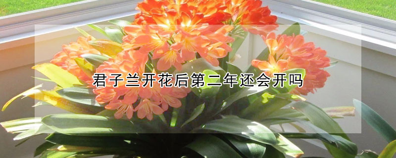 君子兰开花后第二年还会开吗(君子兰开花后第二年还会开吗图片)