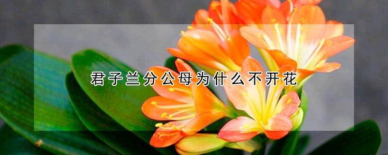 君子兰分公母为什么不开花(君子兰有公的不开花吗)