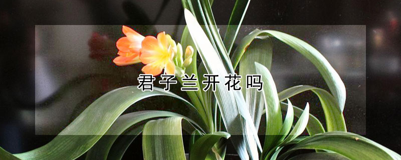 君子兰开花吗(君子兰开花吗图片大全)