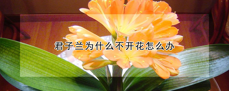 君子兰为什么不开花怎么办(君子兰为什么不开花)