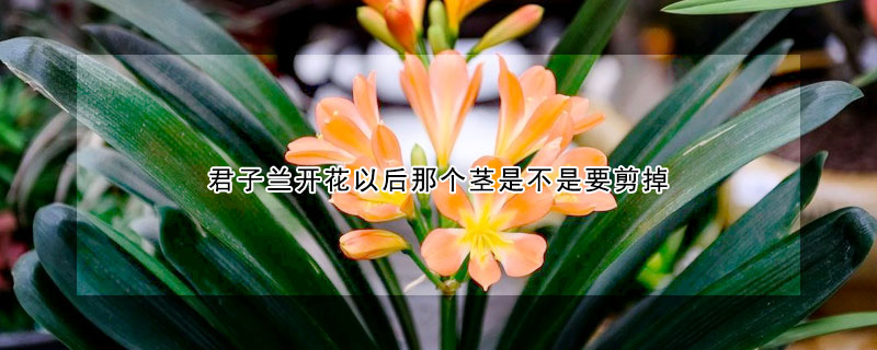 君子兰开花以后那个茎是不是要剪掉(君子兰开花以后那个茎是不是要剪掉了)