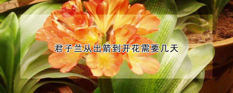 君子兰从出箭到开花需要几天(君子兰是先开花还是先长箭)