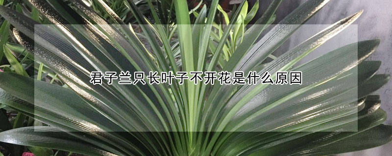 君子兰只长叶子不开花是什么原因