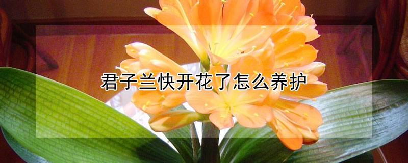 君子兰快开花了怎么养护(君子兰快要开花是怎么养护)