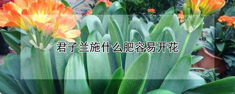 君子兰施什么肥容易开花(君子兰施什么肥容易开花结果)