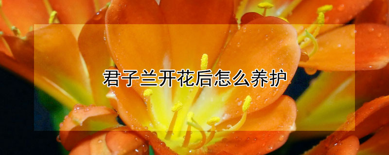 君子兰开花后怎么养护(君子兰开花后怎么养护和管理)