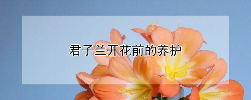 君子兰开花前的养护(君子兰开花前的养护和管理)