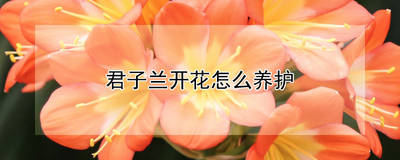 君子兰开花怎么养护(君子兰开花怎么养护好)