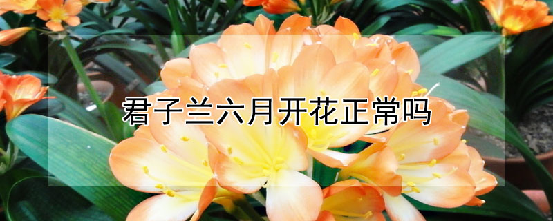 君子兰六月开花正常吗(君子兰六月开花咋回事)