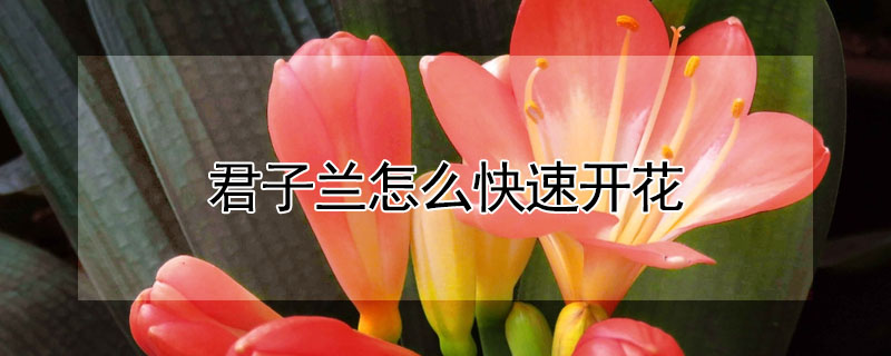 君子兰怎么快速开花(君子兰怎么快速开花结果)