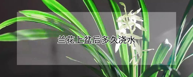 兰花上盆后多久浇水(兰花上盆后多长时间浇水)