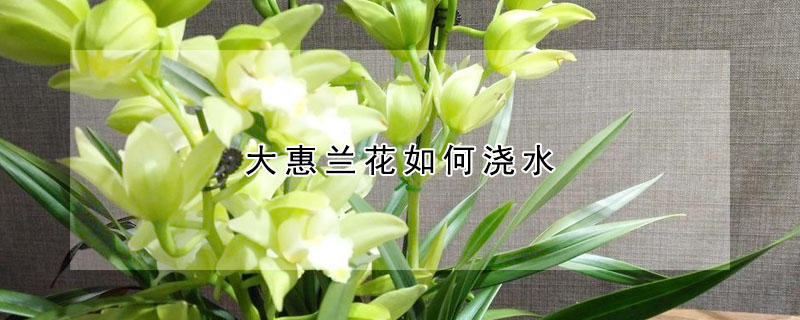 大惠兰花如何浇水(大花惠兰的花可以喷水吗)