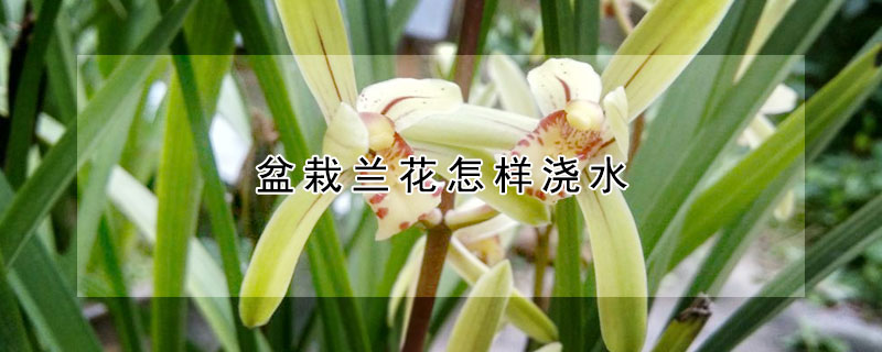 盆栽兰花怎样浇水(盆栽兰花如何浇水)