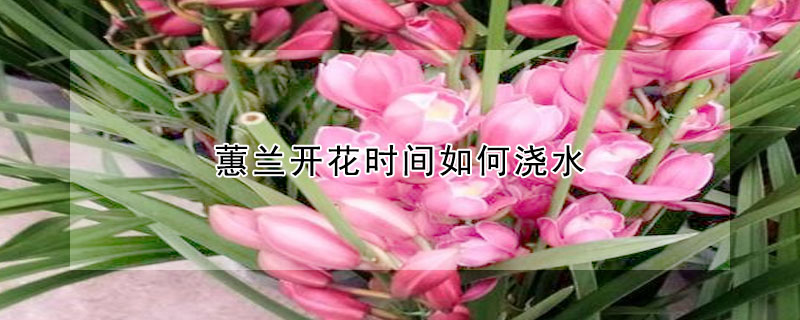 蕙兰开花时间如何浇水(蕙兰开花时间如何浇水好)