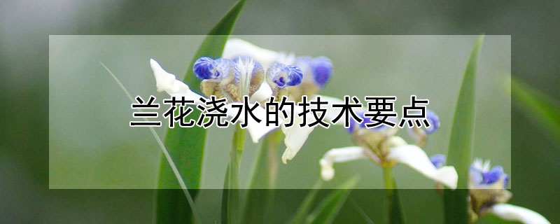 兰花浇水的技术要点(兰花浇水原则)