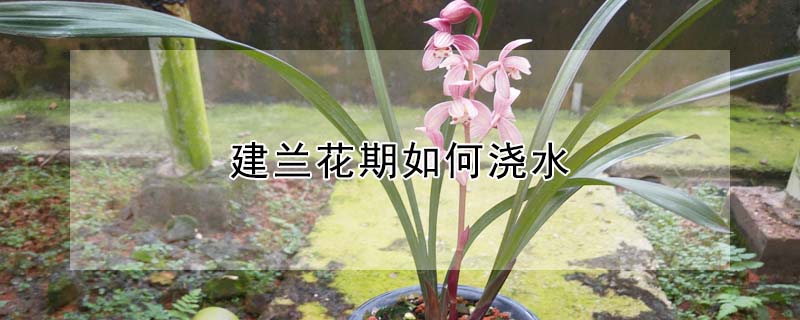 建兰花期如何浇水(建兰开完花后如何浇水施肥)