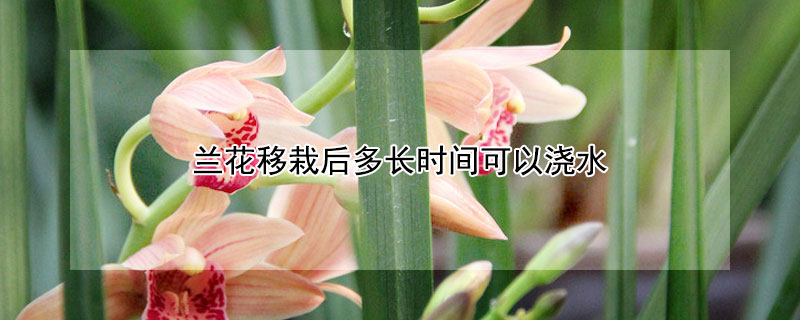 兰花移栽后多长时间可以浇水(兰花种植多久可以浇水)