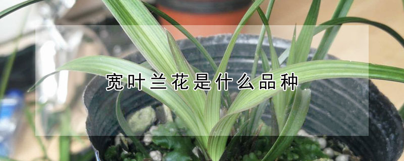 宽叶兰花是什么品种(宽叶兰花是什么品种绿化)