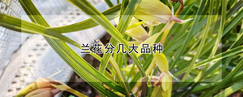 兰花分几大品种(兰花分几大品种图片大全)