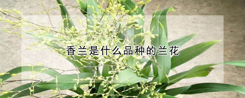 香兰是什么品种的兰花(香兰属于哪个品种)