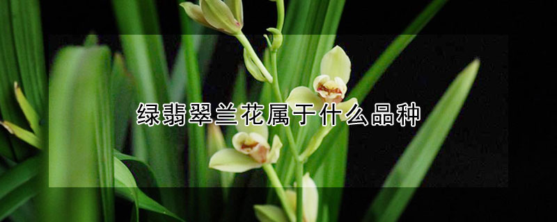 绿翡翠兰花属于什么品种(绿翡翠兰花介绍)