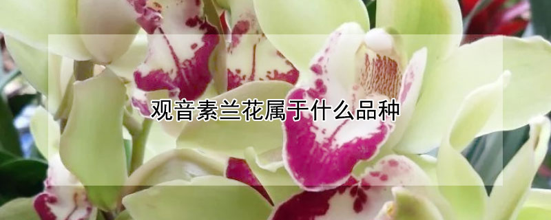 观音素兰花属于什么品种(素花兰花品种)