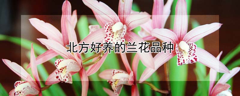 北方好养的兰花品种(适合北方养的兰花品种)