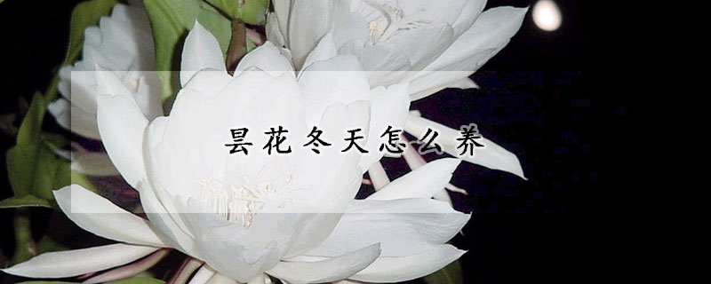 昙花冬天怎么养(昙花冬天怎么养才能安全过冬?)