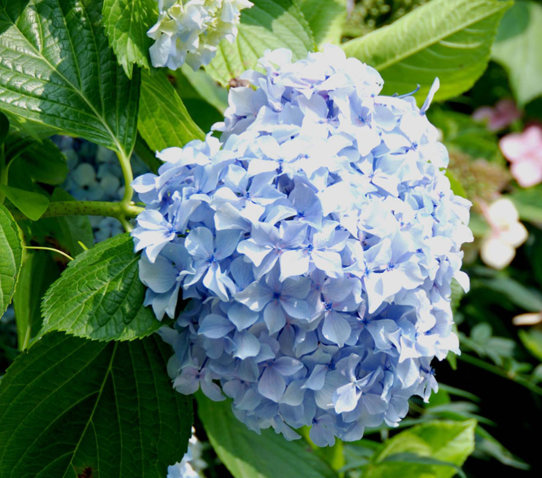 八仙花花语的含义(八仙花花语的含义和象征)