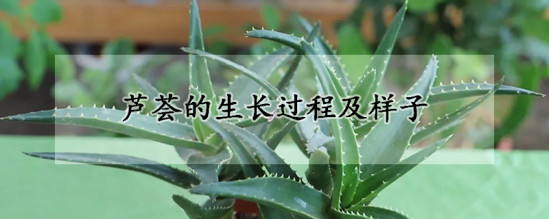 芦荟的生长过程及样子(芦荟的生长过程及样子图片)