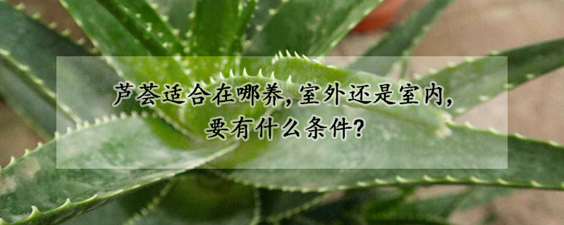 芦荟适合在哪养,室外还是室内,要有什么条件?(芦荟要在室内养还是在室外养好一点)