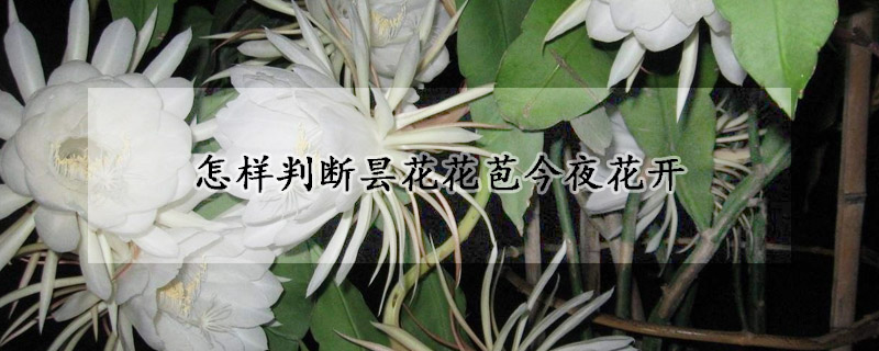 怎样判断昙花花苞今夜花开(昙花快开花的时候怎么看出来)